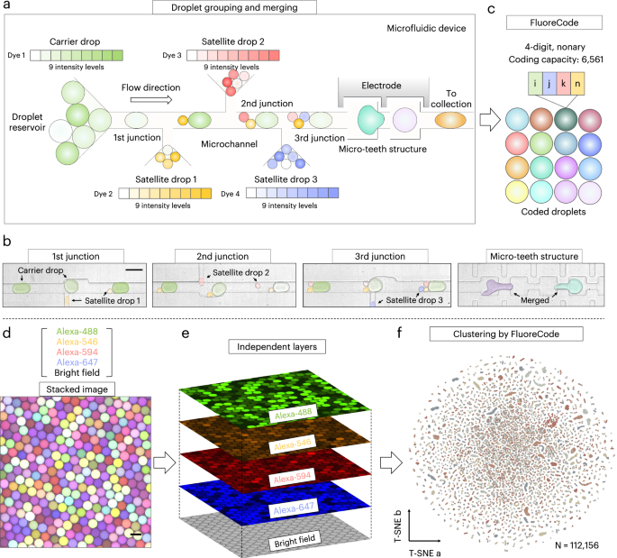 Fig. 2: Microfluidics and coding/decoding in DropAI.