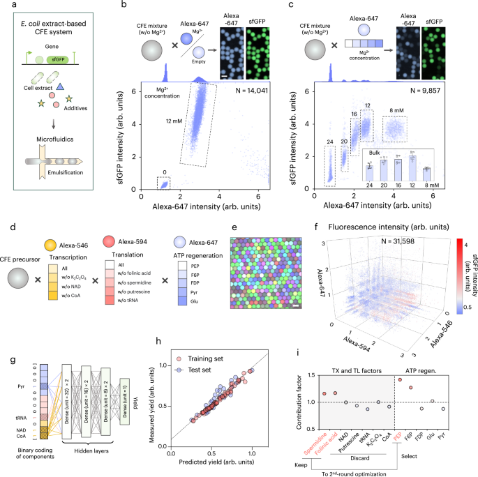 Fig. 3: Primary optimization of an E. coli extract-based CFE system.