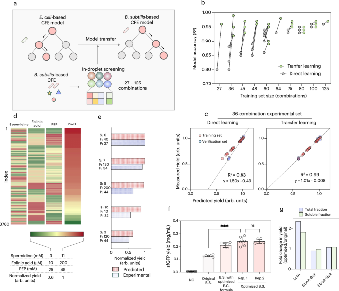 Fig. 5: Optimization of a B. subtilis extract-based CFE system by transfer learning.