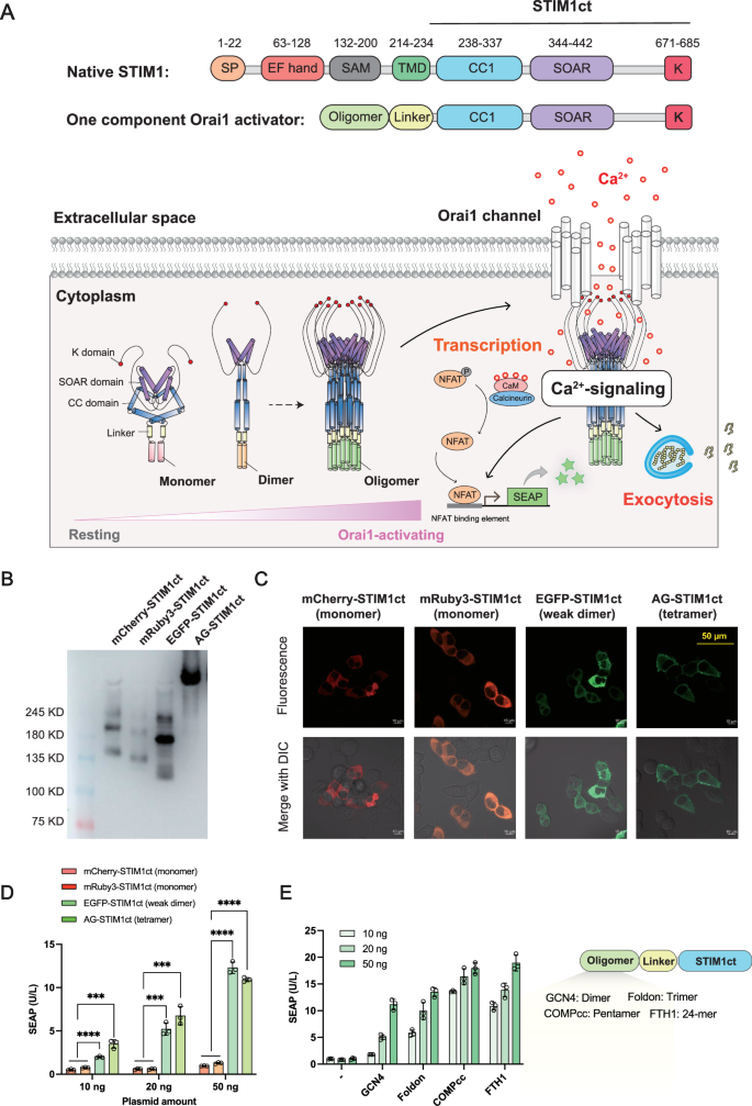 Fig. 1: Working model for synthetic oligomerization-dependent CRAC activators.