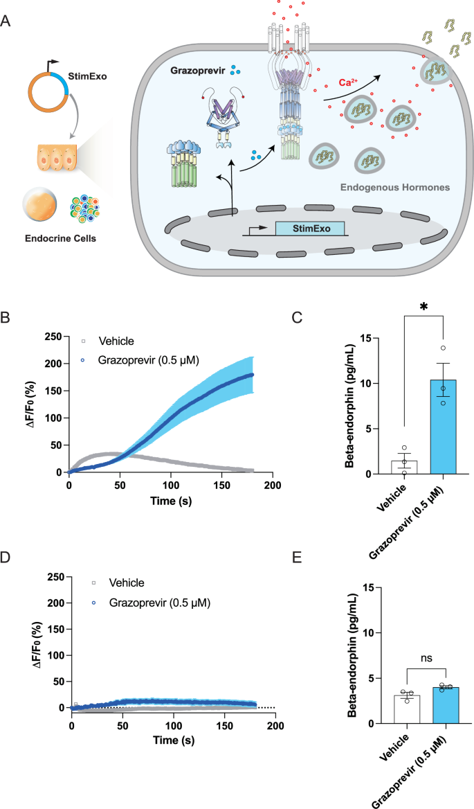 Fig. 4: Grazoprevir-triggered release of therapeutic hormones in endocrine cells.