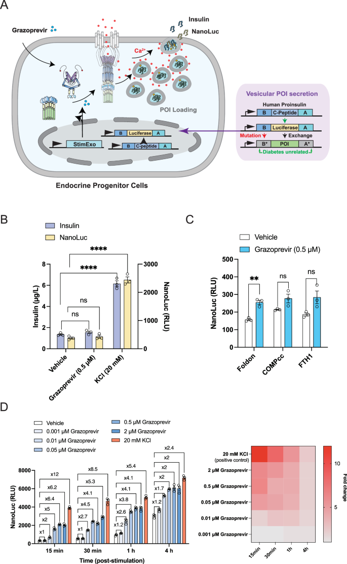 Fig. 5: Trigger-inducible exocytosis of various target proteins of interest.