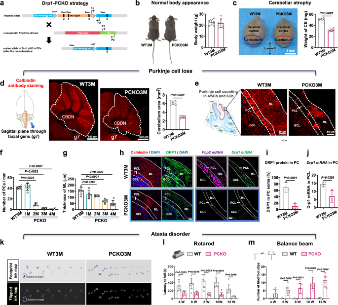Fig. 1: Generation of a cerebellar neurodegeneration model (CBND) in mice by the conditional knock-out of Drp1 gene from Purkinje cells (PCKO).