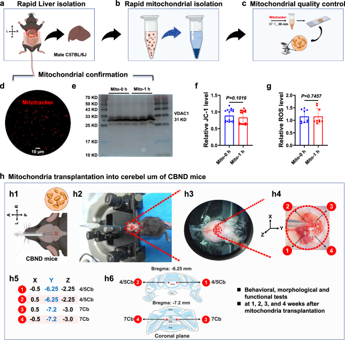 Fig. 2: Transplantation of liver-derived healthy mitochondria into the degenerated cerebellum of CBND mice and associated mitochondrial quality control.