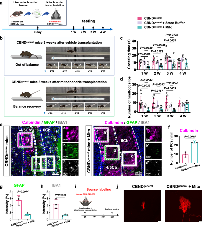 Fig. 3: Significant alleviation of neuronal loss and ataxia in early-stage CBNDgeneral mice following mitochondria transplantation.