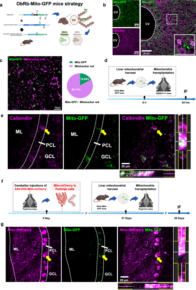 Fig. 5: Enter and residence of exogenous mitochondria into Purkinje cells.