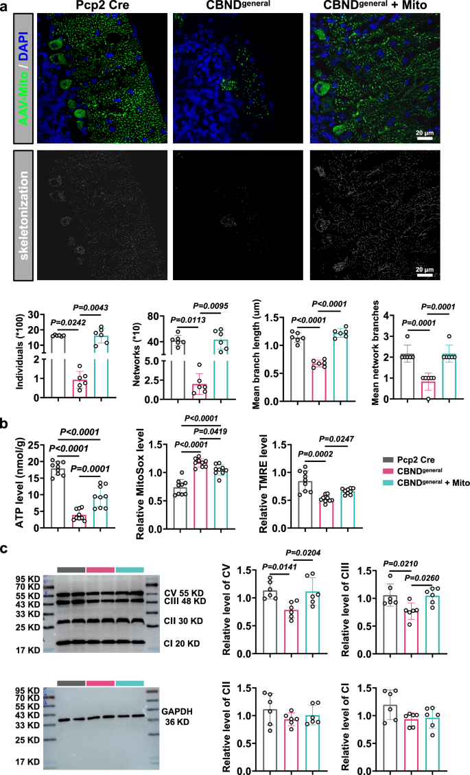 Fig. 6: Mitochondria transplantation significantly improve the mitochondrial morphology and function of Purkinje cells in CBNDgeneral mice.
