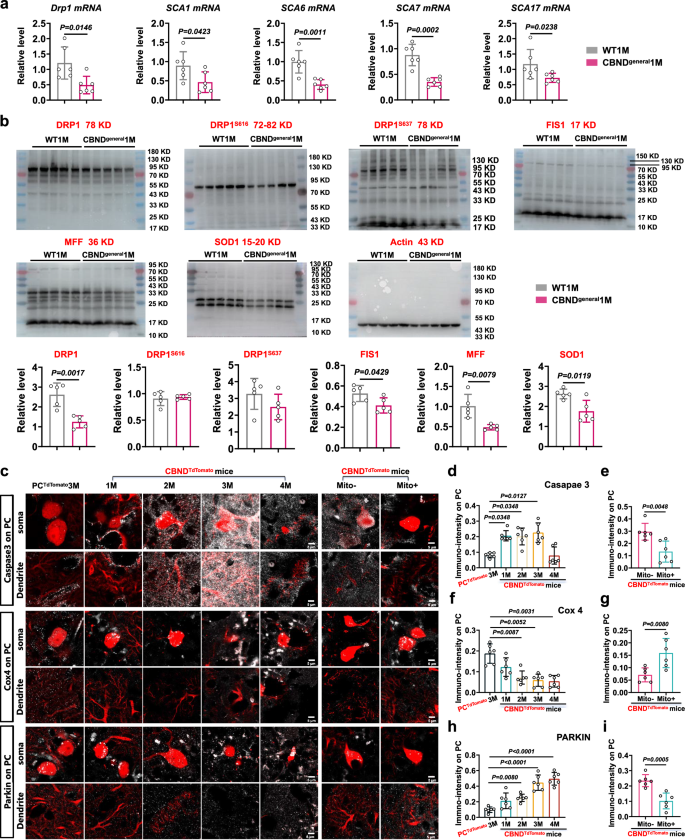 Fig. 7: Exogenous mitochondria support degenerated Purkinje cells by inhibiting Caspase3-related cell apoptosis and Parkin-related mitophagy.
