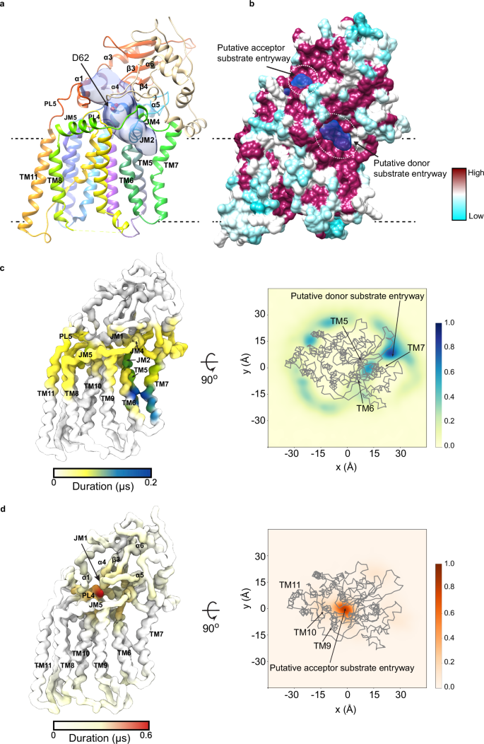 Fig. 2: Putative substrate-binding cavity.