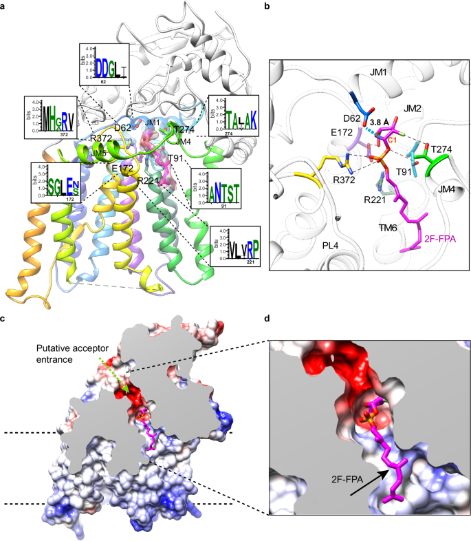 Fig. 3: Interaction between AftB and bound 2F-FPA.
