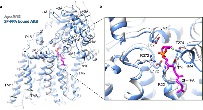 Fig. 4: Conformational rearrangement of AftB upon 2F-FPA binding.