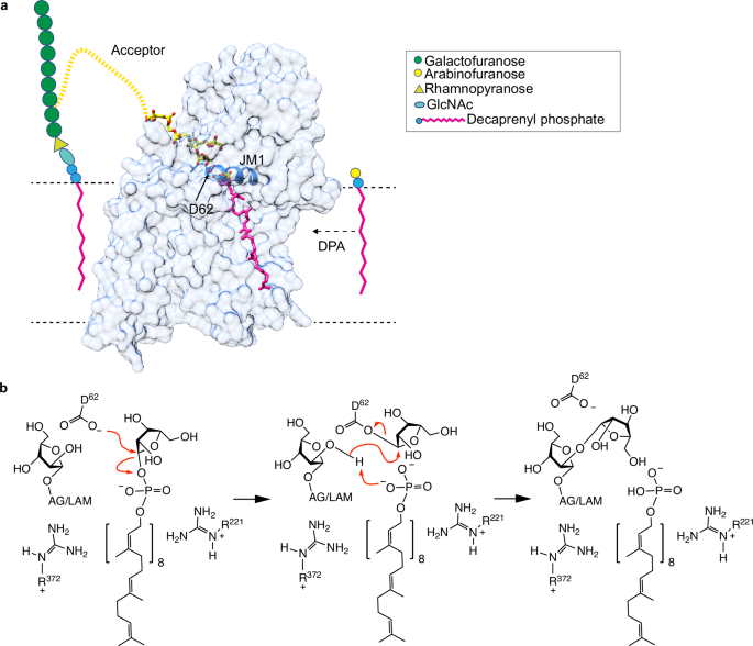 Fig. 5: Proposed mechanism for AftB-catalyzed retaining arabinosyl transfer.