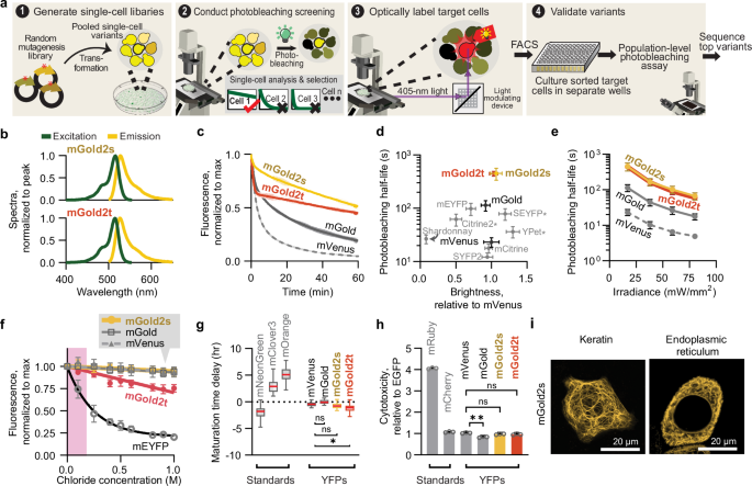 Fig. 1: Development and characterization of mGold2s and mGold2t.