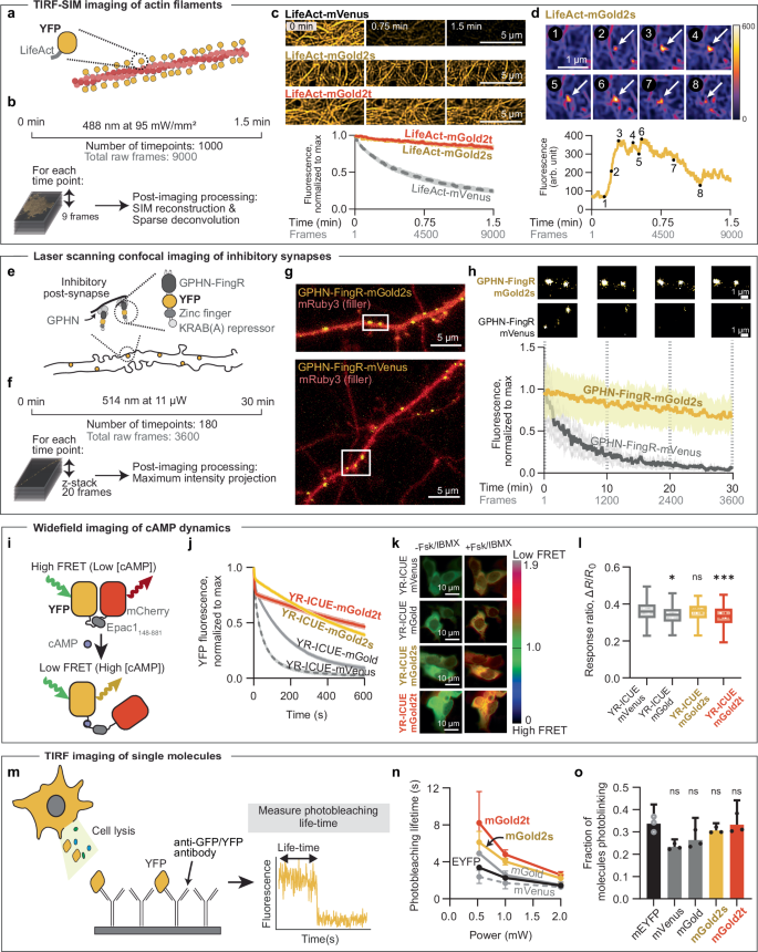 Fig. 2: mGold2s and mGold2t exhibit superior photostability across multiple experimental paradigms and microscopy techniques.
