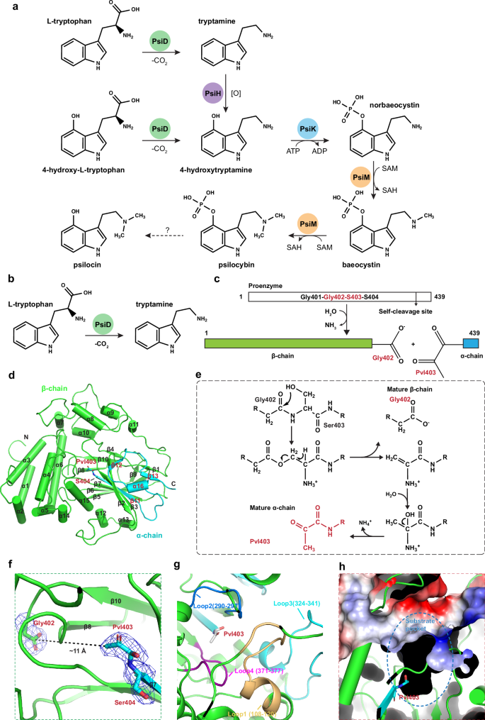 Fig. 1: Structure of L-tryptophan decarboxylase PsiD.