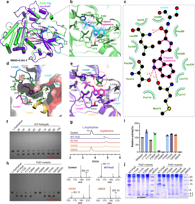 Fig. 2: The substrate-binding properties of PsiD.