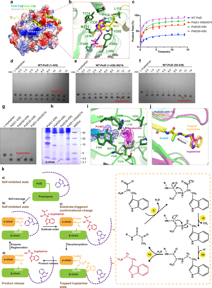 Fig. 3: The self-inhibition mechanism of PsiD.