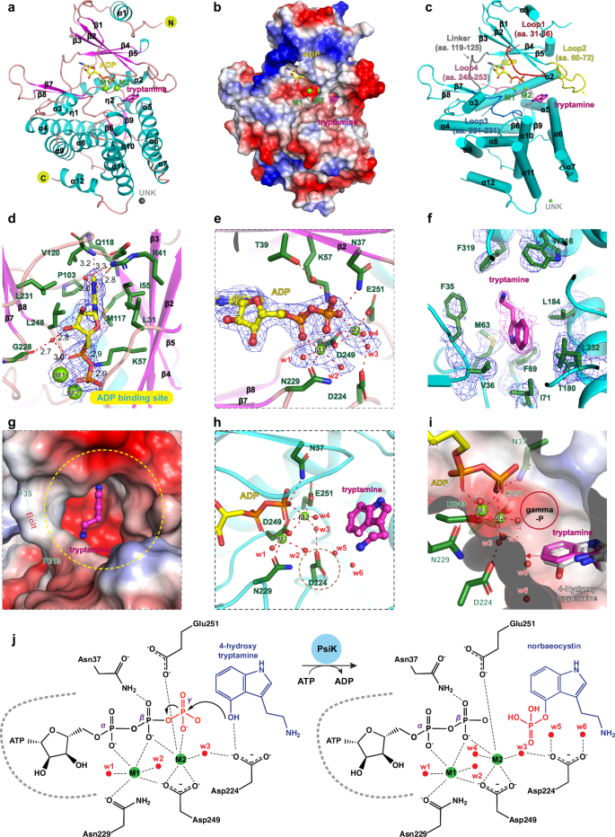 Fig. 4: Structure of 4-hydroxytryptamine kinase PsiK.
