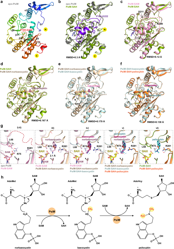 Fig. 5: The methylation processes of psilocybin production.