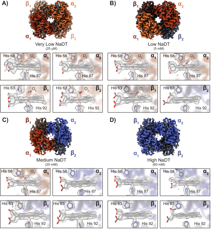 Fig. 2: CryoEM structures of various Hb species using the (an)aerobic chameleon protocol.