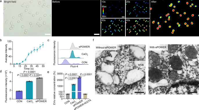 Fig. 4: Intracellular Ca2+ influx-mediated EV biosynthesis.