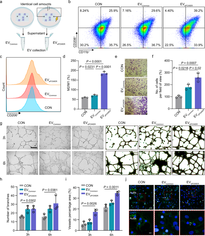 Fig. 5: Functionality of macrophages-derived EVePOWER in vitro.