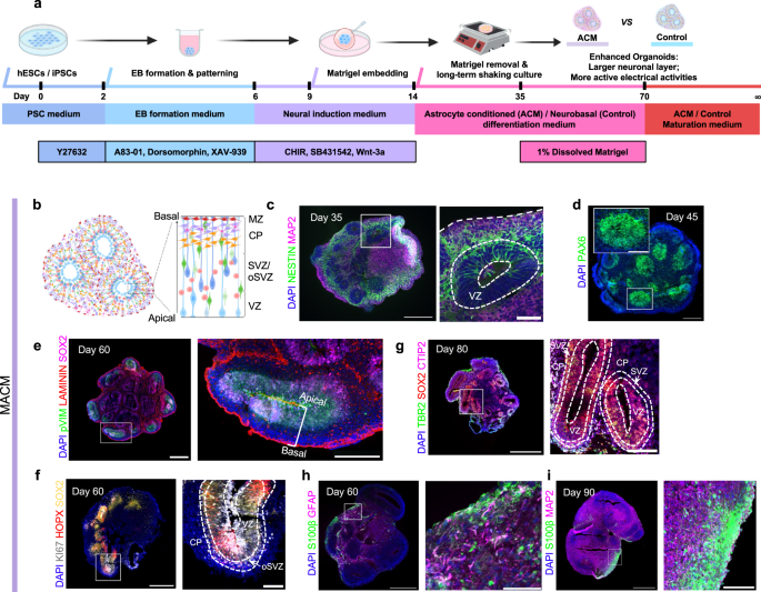 Fig. 1: Generation and characterization of forebrain organoids treated with mouse astrocyte-conditioned medium (MACM).