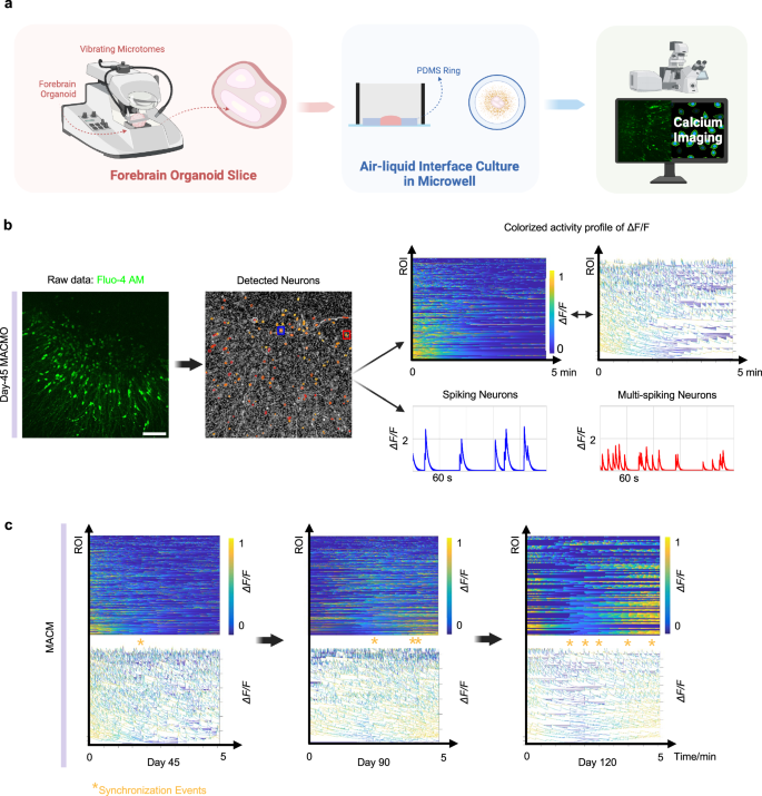 Fig. 2: Calcium imaging reveals the functional activity of forebrain organoids.