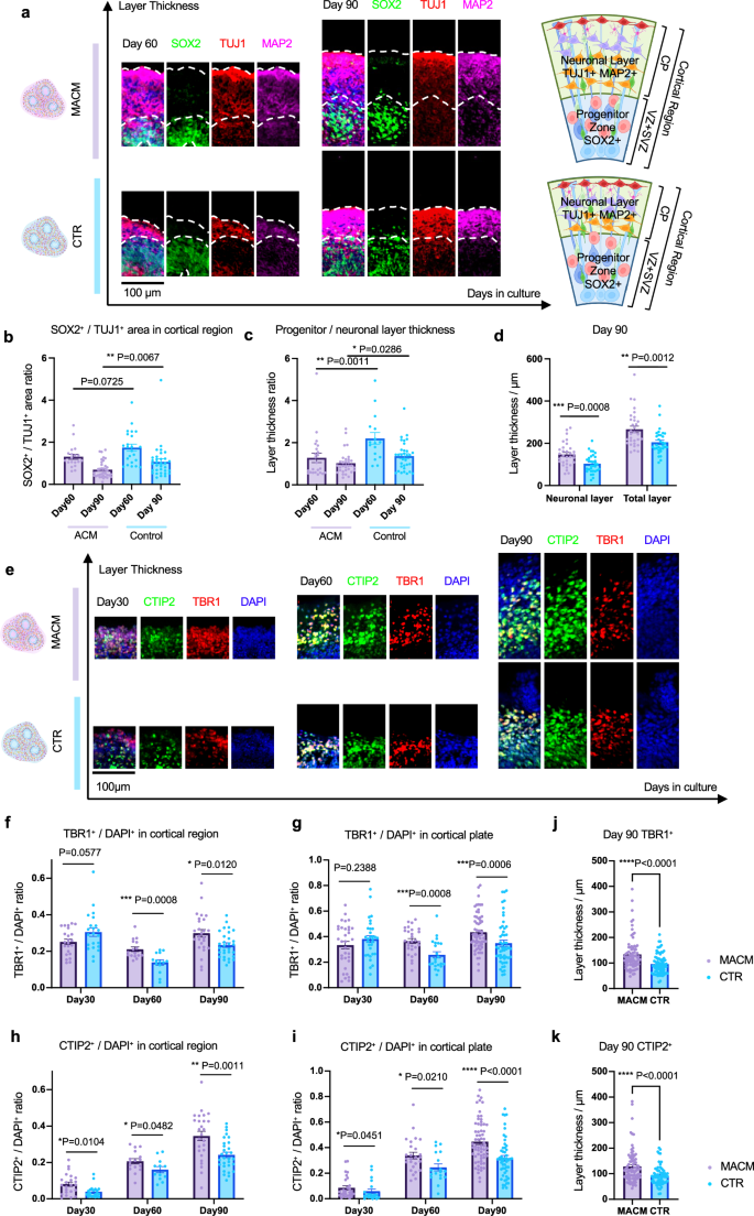 Fig. 3: Thickened neuronal layers and increased deep layer neurons over long-term culture in MACMOs.