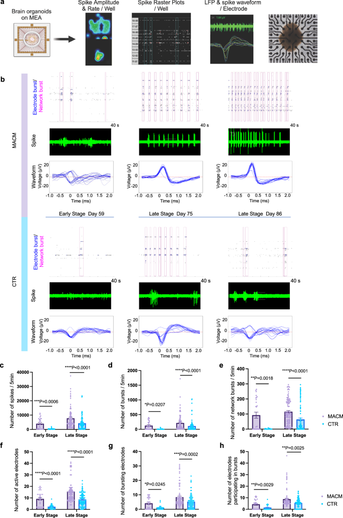 Fig. 5: MACMOs develop more spontaneous network activity in the long-term culture via MEA recoding.