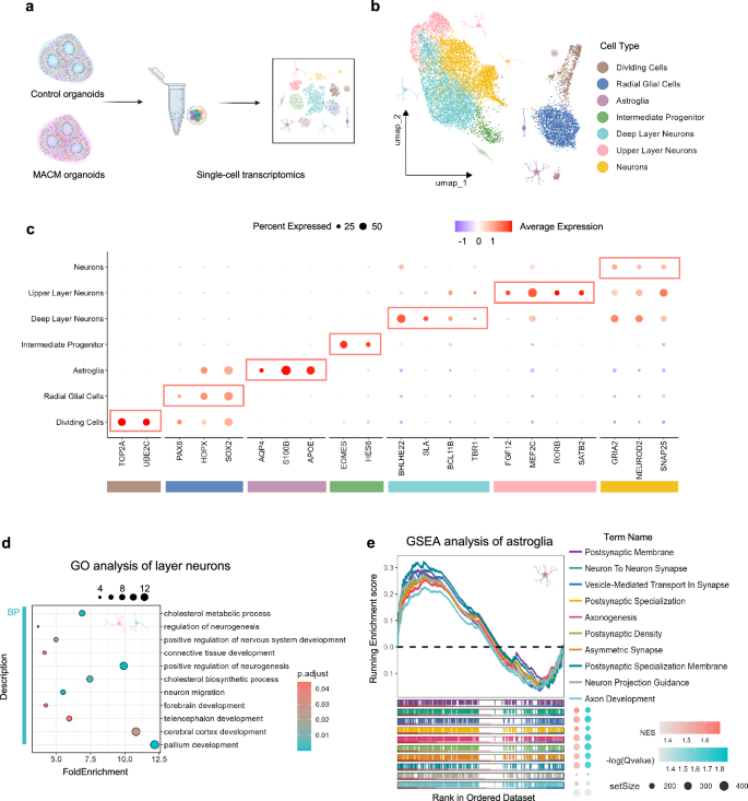 Fig. 6: Single-cell transcriptional profiling of MACMOs and control organoids at day 90.