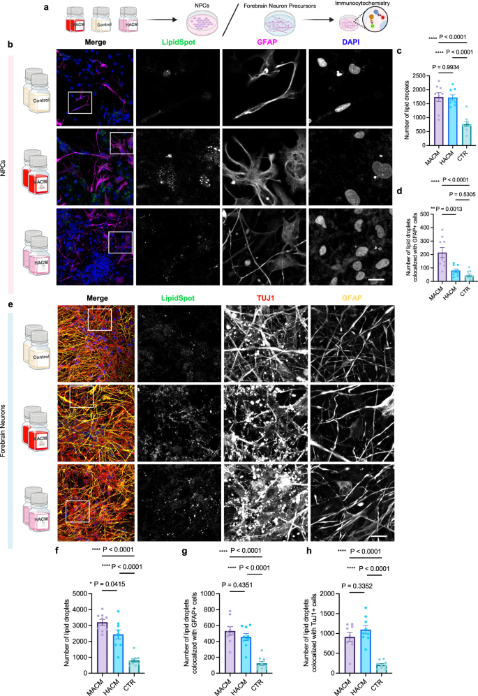 Fig. 8: MACM and HACM increase the lipid droplet level during NPCs and forebrain neurons differentiation.