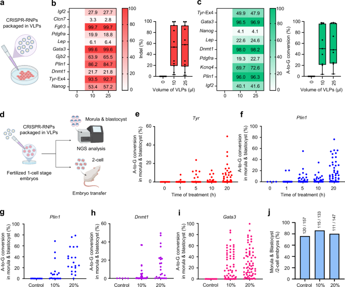 Fig. 1: Gene editing using the CRISPR-VIM method with CRISPR-RNP packaged in VLPs in mouse Neuro-2a cells and mouse zygotes.
