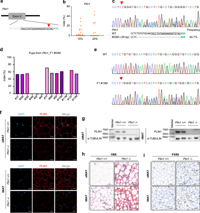 Fig. 2: Generation and phenotypic analysis of a Perilipin1-deficient mutant mouse model using Cas9/sgRNA packaged in VLPs.