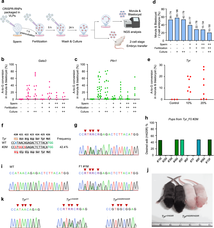 Fig. 3: Gene editing via the CRISPR-VIM method with CRISPR-RNP packaged in VLPs during IVF in mice.