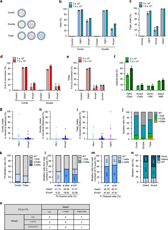 Fig. 6: Multi-target editing using the CRISPR-VIM method with CRISPR-RNPs packaged in VLPs.