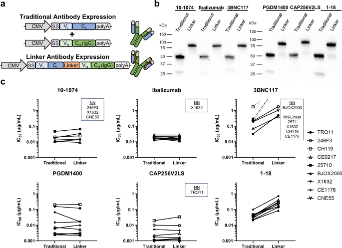 Fig. 1: HIV inhibiting antibodies maintain function with a peptide linker.