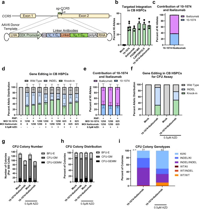 Fig. 2: Efficient targeted integration of antibody expression cassettes at the CCR5 locus in HSPCs.