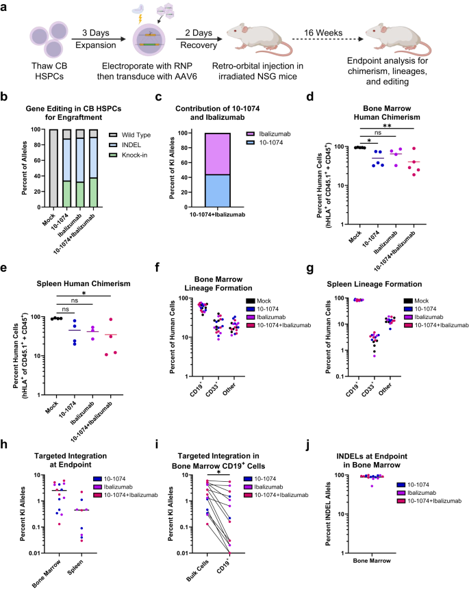 Fig. 3: Antibody edited HSPCs maintain engraftment capacity and multilineage reconstitution in vivo.