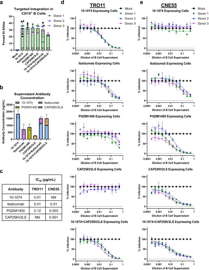 Fig. 5: Antibody engineered B cells secrete functional linker antibodies.