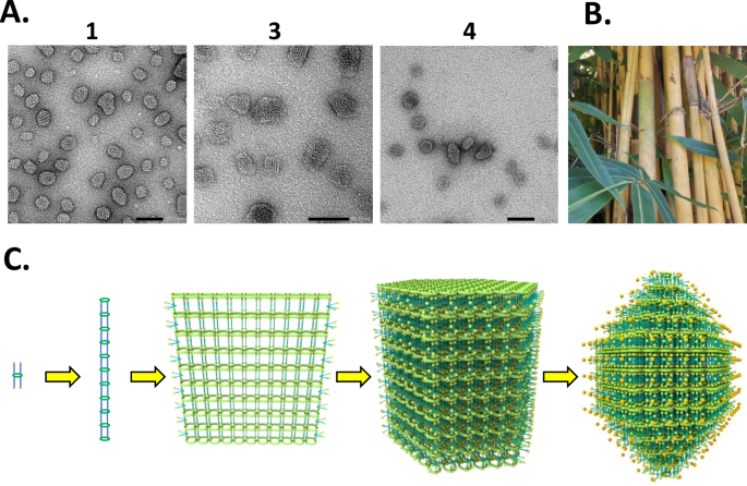 Fig. 2: Transmission electron microscopy and the bamboo thicket model of self-assembly.