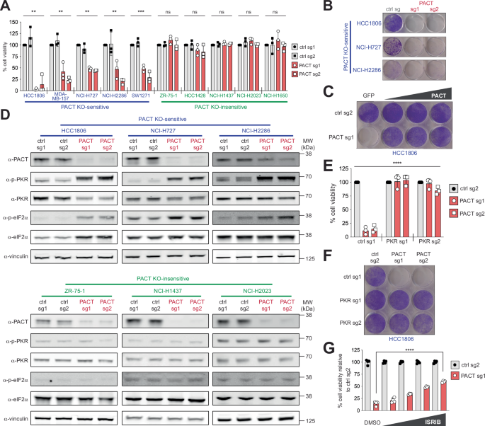 Fig. 1: PACT restricts aberrant activation of PKR, thereby maintaining cellular homeostasis.