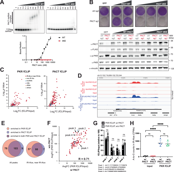 Fig. 2: PACT and PKR share endogenous dsRNA ligands, but PACT inhibits PKR without blocking PKR’s dsRNA binding.