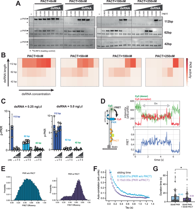 Fig. 4: PACT inhibits PKR by restricting its motion on dsRNA, leading to length-dependent inhibition.