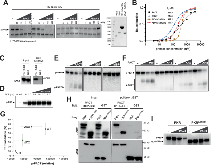 Fig. 5: PACT’s inhibition of PKR involves weak but direct and specific protein-protein interactions.