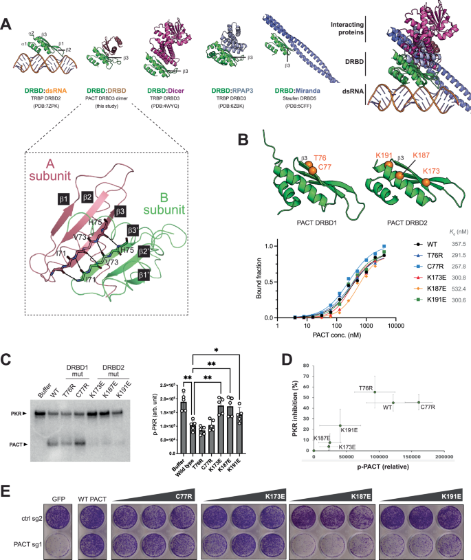 Fig. 6: PACT DRBD2 utilizes the surface distinct from the dsRNA interface to inhibit PKR.