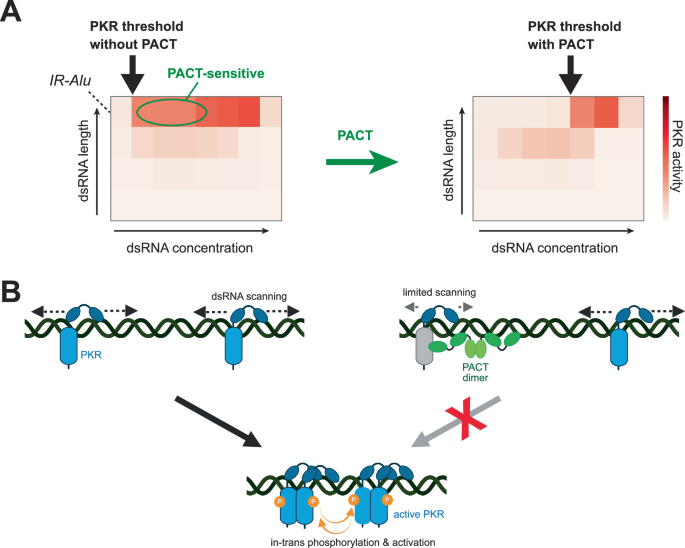 Fig. 7: Model for PKR activation and PACT-mediated inhibition.