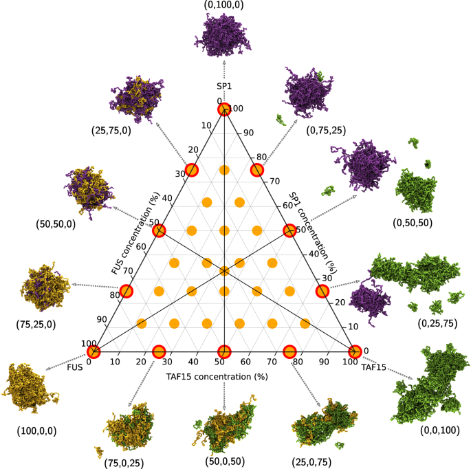Fig. 2: Ternary phase diagram of the three TFs with snapshots of the two-component droplets along the edge of the diagram.