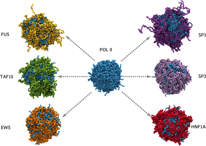 Fig. 9: RNA polymerase II (POL II) C terminal domain PS with TFs.