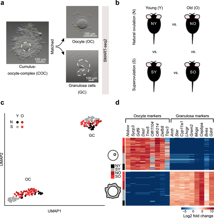 Fig. 1: Trackably cleaving cumulus-oocyte complexes into their two component cell types in naturally and superovulated young and old mice.